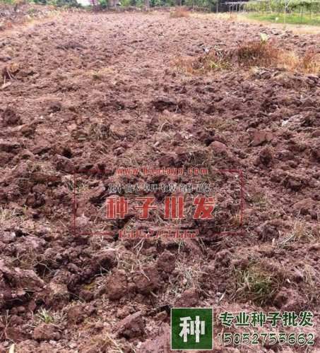 種植黑麥草養(yǎng)羊獲得成功！