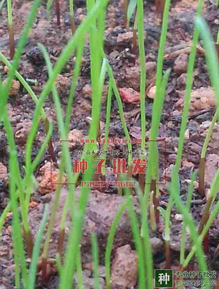 開始發(fā)芽了