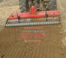 以籽粒莧為主搭配苦荬菜、谷稗養(yǎng)大雁獲成功