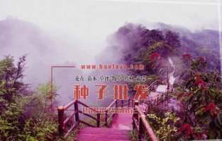 丹霞山花海工程美化案例