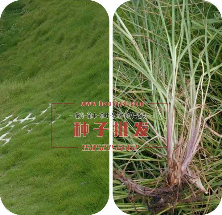 狗牙根21%，百喜草17%。