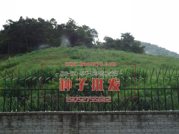 山體復(fù)綠后  