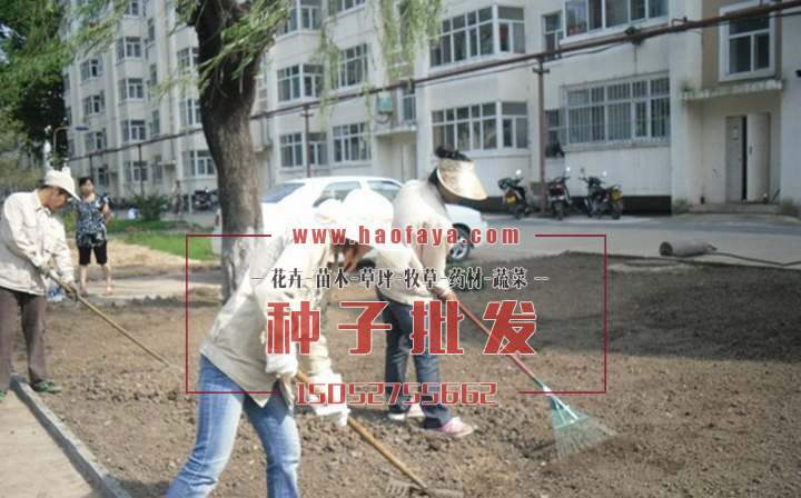 用耙子一下下超平、篩細新土。 