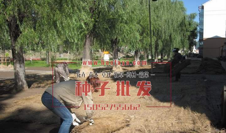 在給種植后的草坪蓋上草被，確保小草的成活率