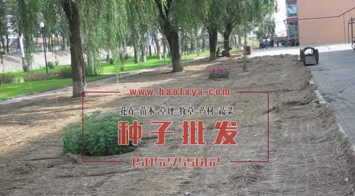 蓋上草被的草坪，小草在溫暖的生長