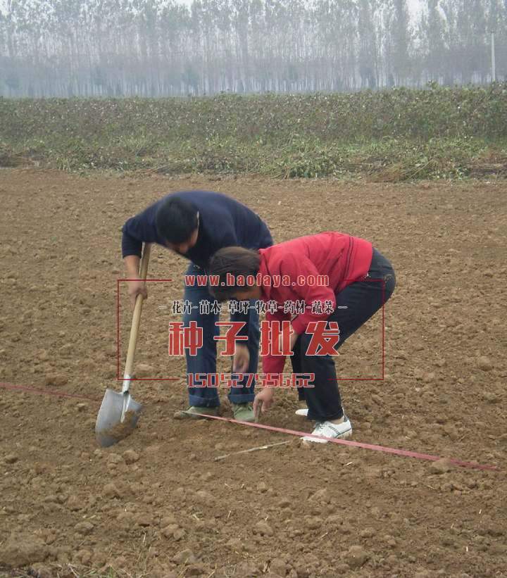 拉線規(guī)劃種植范圍