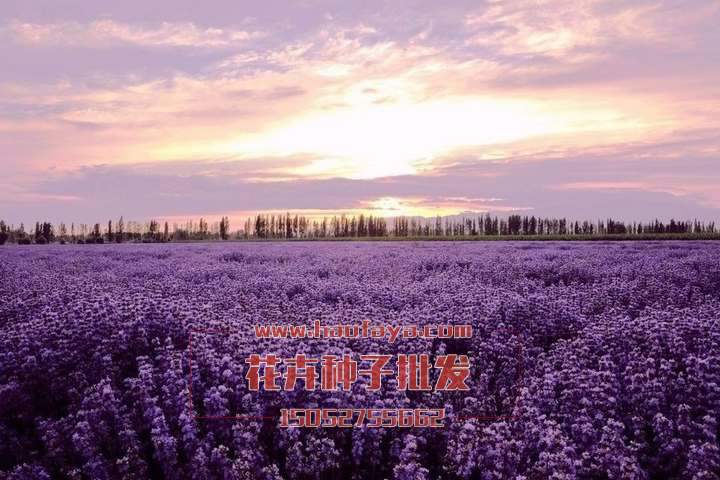 花卉工程養(yǎng)護