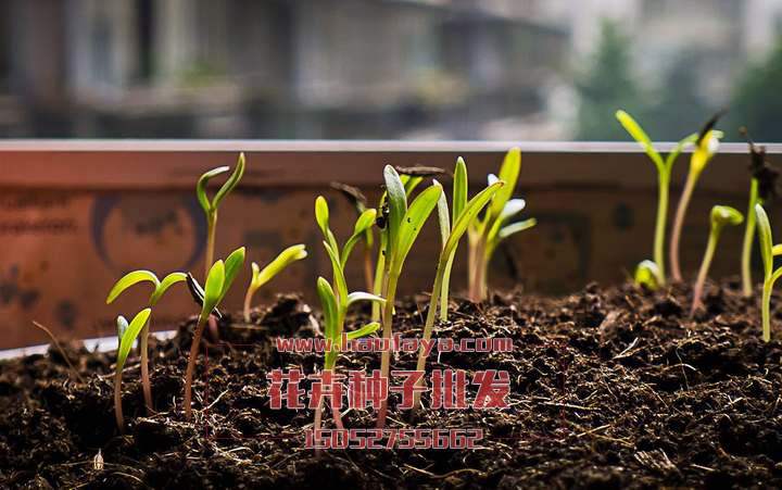 花卉播種-室內(nèi)播種