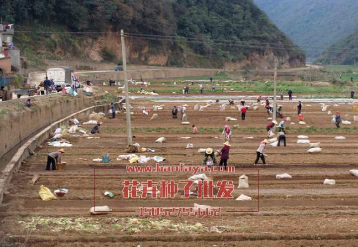 花?;ɑ芊N子播種方式