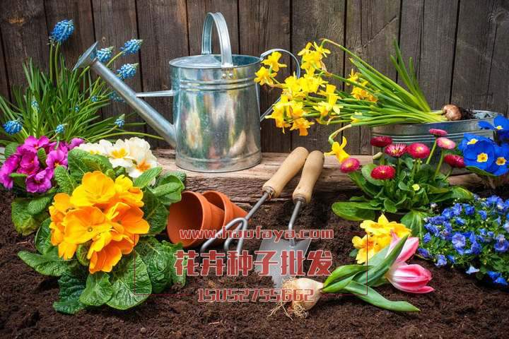 花海、景觀花卉播種養(yǎng)護