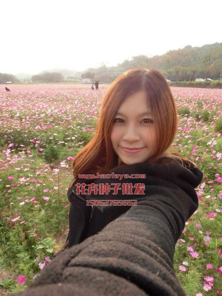 花卉花卉工程案例、解決方案