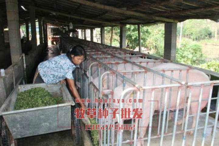 養(yǎng)豬推薦牧草種子品種:菊苣苜蓿草、蘇丹草、甜象草、玉米草、黑麥草。籽粒莧。