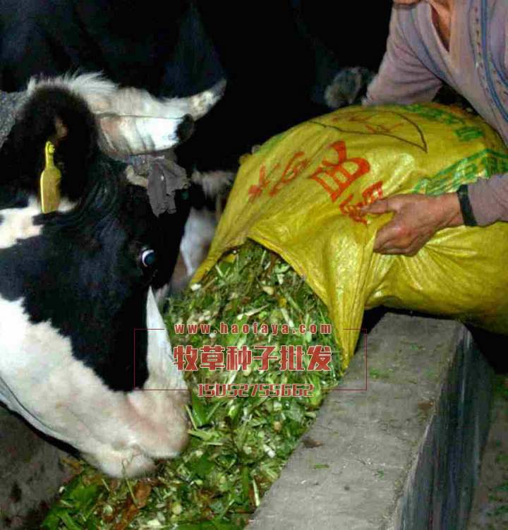 養(yǎng)馬牛羊：蘇丹草、甜象草、玉米草、苜蓿草、黑麥草、籽粒莧。