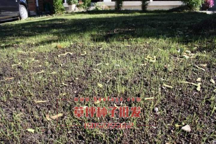 草坪種子播種2周后發(fā)芽了!