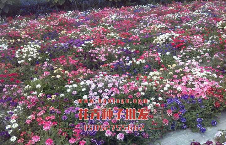 公園花艷野花組合