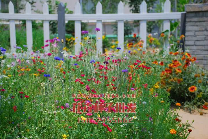 江南花鄉(xiāng)野花組合