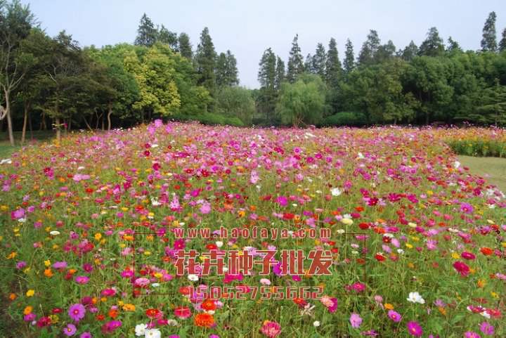 耐鹽堿野花組合