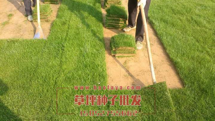 百慕大草坪種子