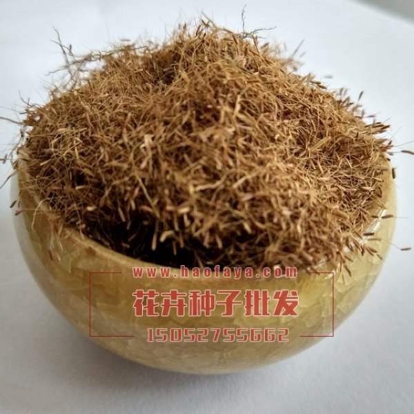 粉黛亂子草種子