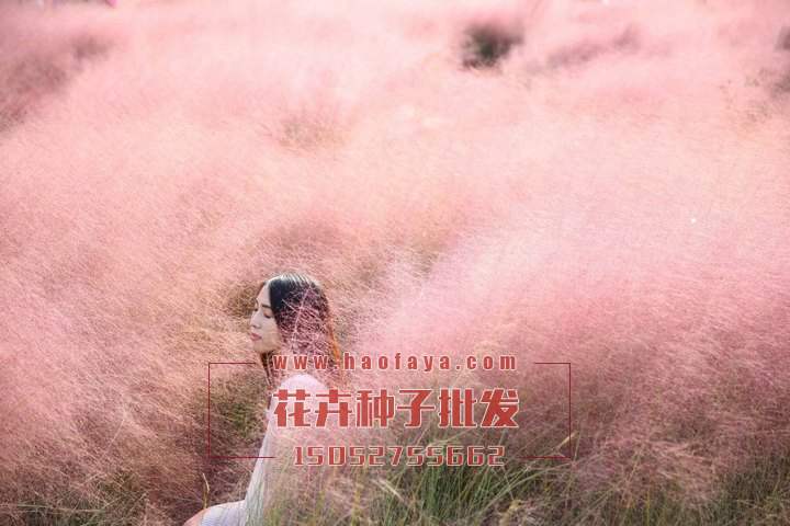 粉黛亂子草種子