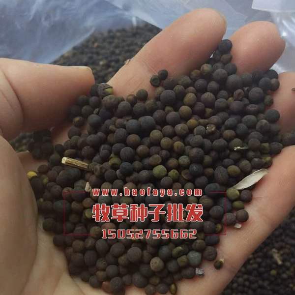 光葉紫花苕種子