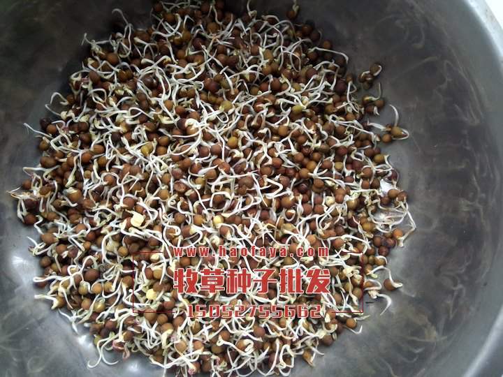 發(fā)芽的光葉紫花苕種子