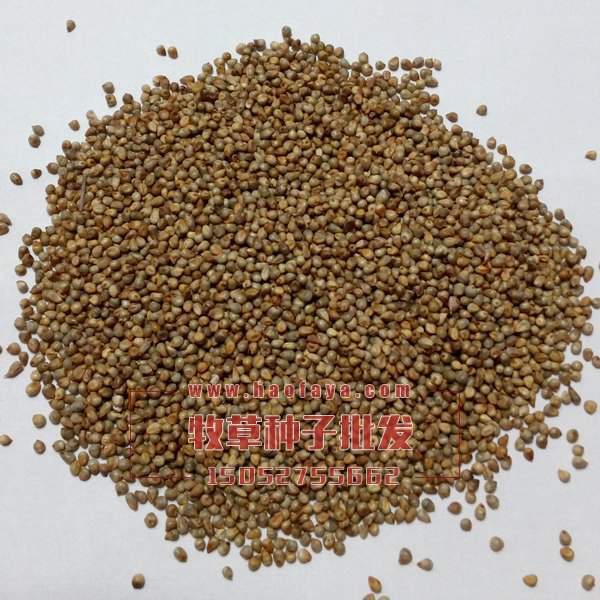 美國矮象草種子