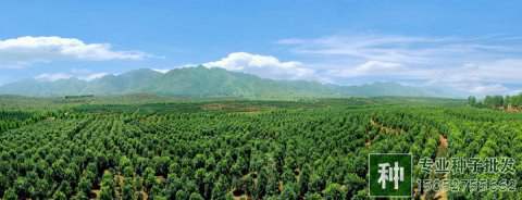 綠化苗木行業(yè)今年行情不錯(cuò)，艱難時(shí)刻過去了嗎