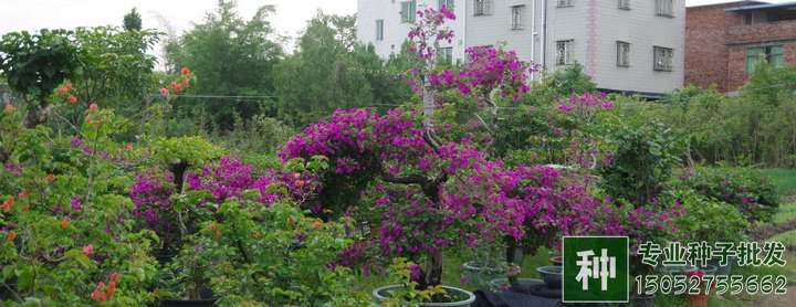 綠化苗木行業(yè)需求量增大，是否走過了艱難時刻？