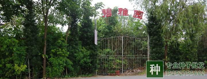 綠化苗木行業(yè)需求量增大,是否走過了艱難時刻?