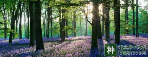 苗木行業(yè)轉(zhuǎn)型關(guān)鍵時(shí)期，壯大苗圃方法有哪些？