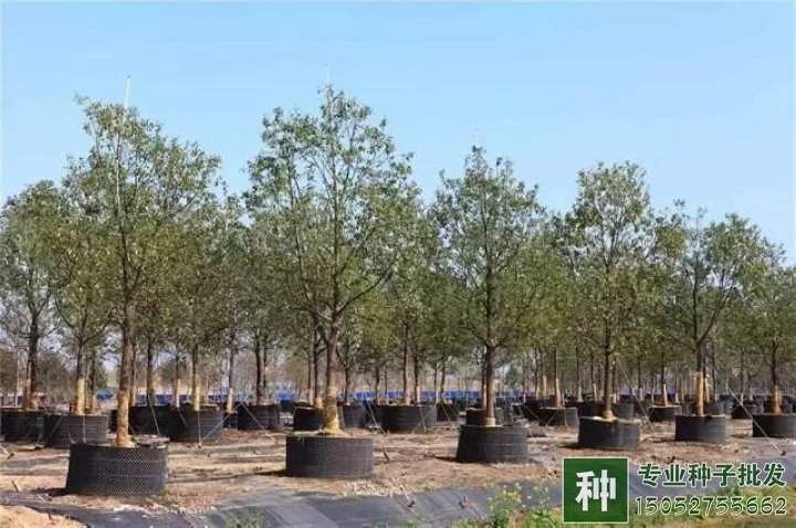 苗木行業(yè)轉(zhuǎn)型關(guān)鍵時(shí)期,壯大苗圃方法有哪些?