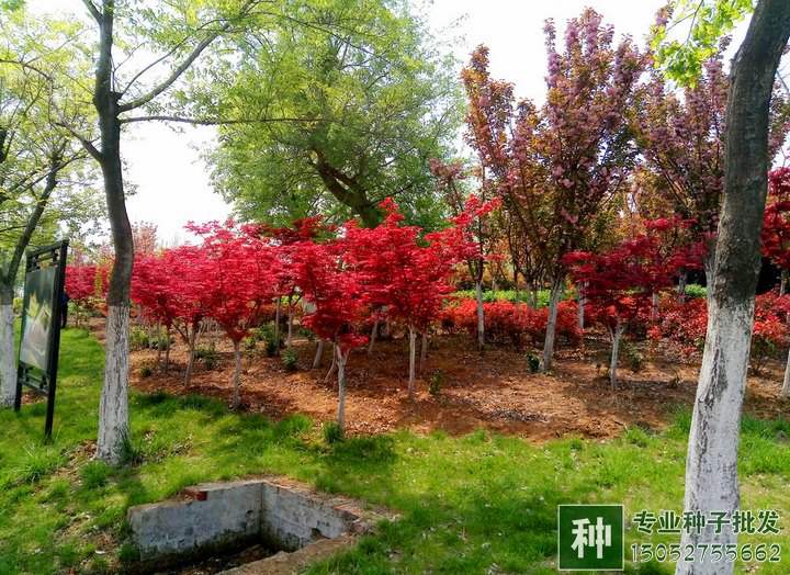 誠(chéng)信缺失是苗木行業(yè)的最大問(wèn)題