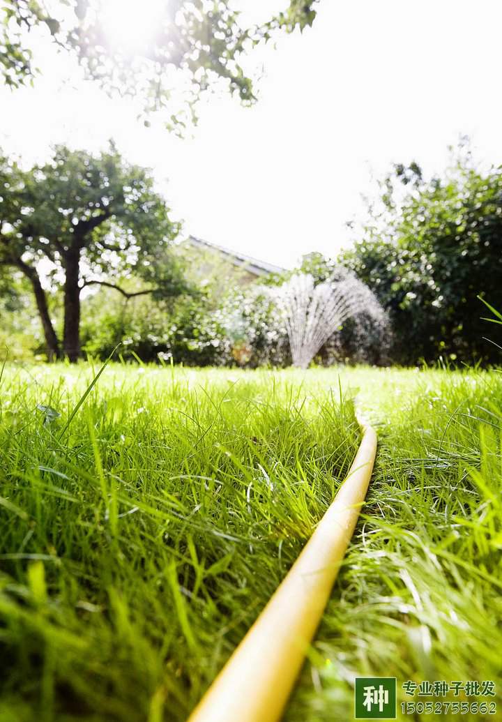 草坪澆水種植方法