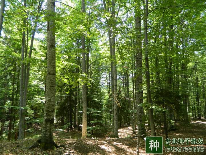 林木種子采集
