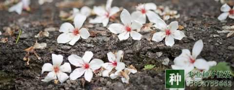 合歡、楓楊、泡桐等干果類的果實(shí)怎樣處？