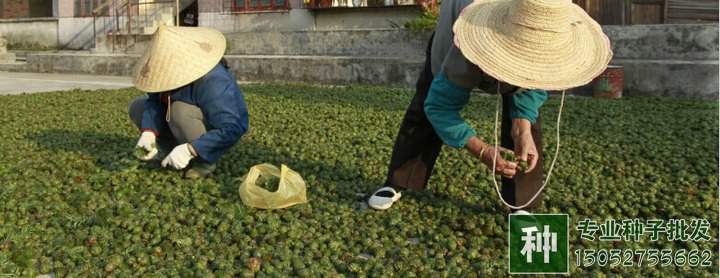 苗木種子測(cè)試