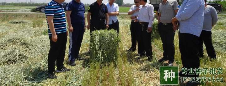 不同畜禽適宜的牧草品種