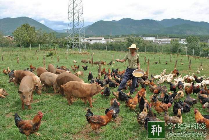 不同畜禽適宜的牧草品種