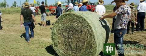 牧草如何喂養(yǎng)？如何調(diào)青儲飼料？