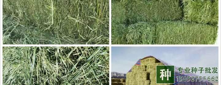 牧草如何喂養(yǎng)?如何調(diào)青儲(chǔ)飼料?