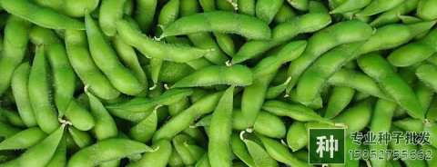 豆類蔬菜的品種應有哪些優(yōu)良性狀?