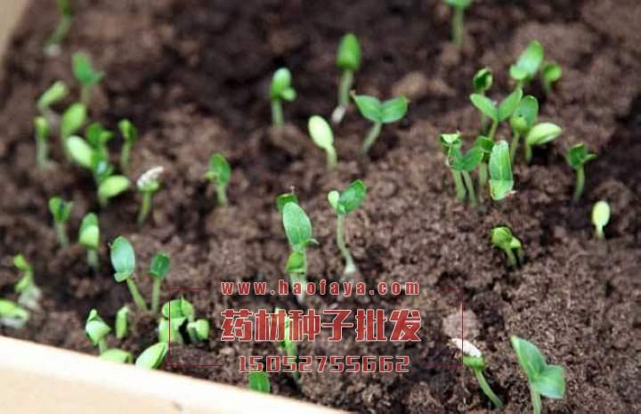 發(fā)芽的板藍(lán)根