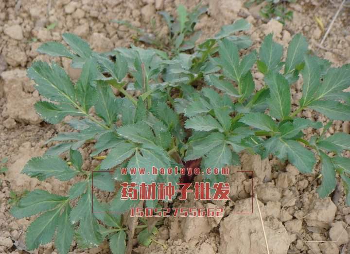 白芷種子供應(yīng)