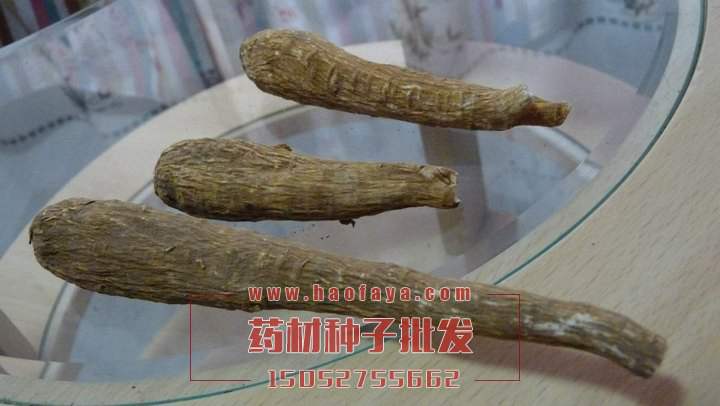 白芷種子藥材種子公司