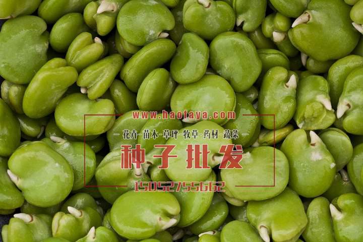 青蠶豆種子