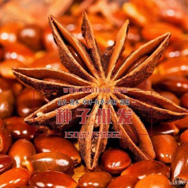 八角茴香種子
