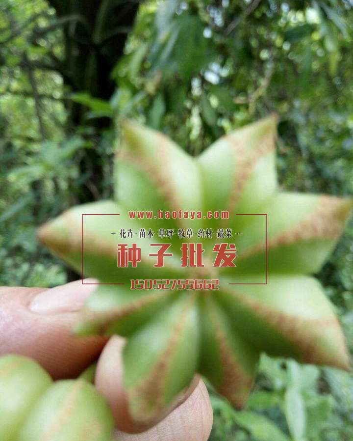 新鮮的八角茴香種子