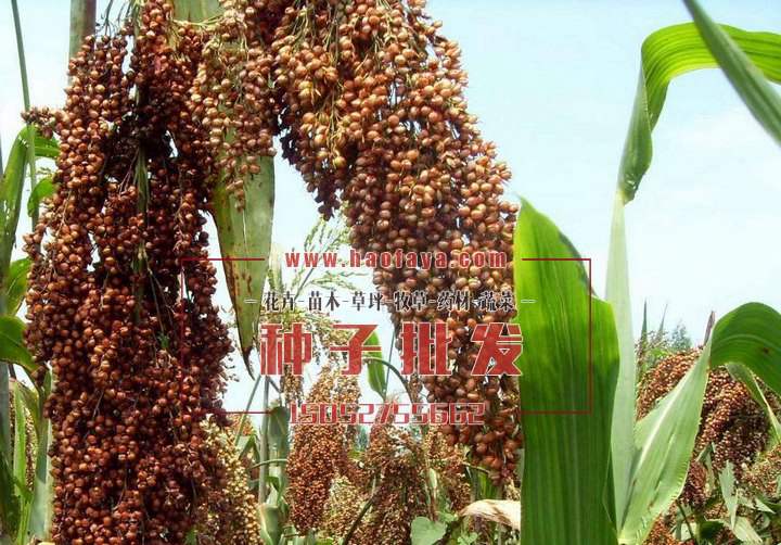 紅高粱種子