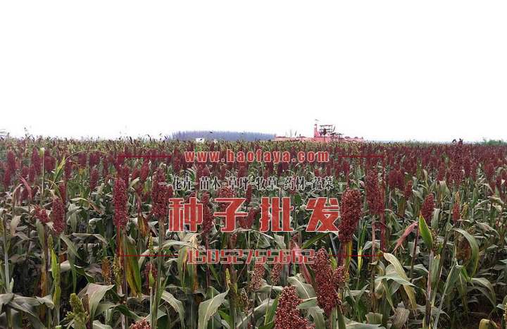 紅高粱栽培種植技術(shù)